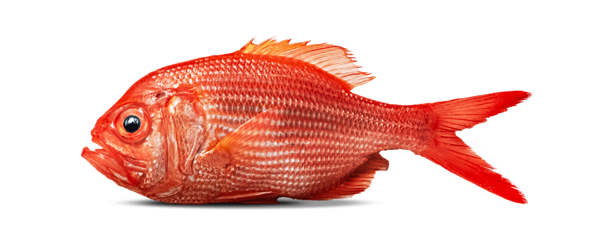 New Zealand Red Snapper
